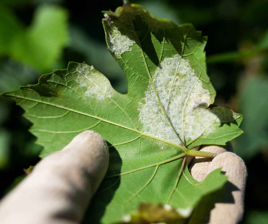 Foglia di vite con peronospora