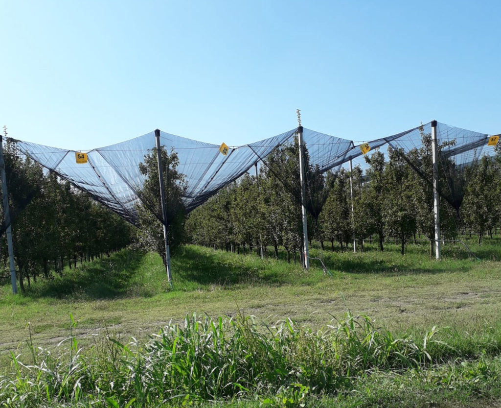 Trattamento biologico contro l'alternaria del pero con Martignani