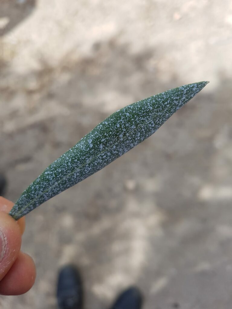 copertura ulivo con caolino