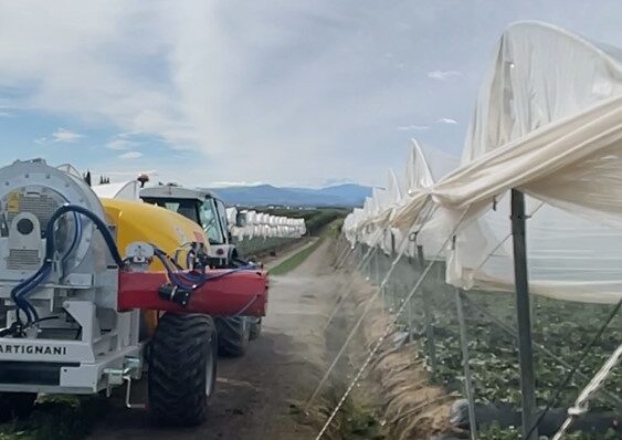 phantom con cannone su fragole