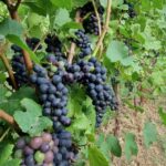 uva cantina del poggio