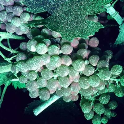 martignani-prove-in-notturna-vigneto